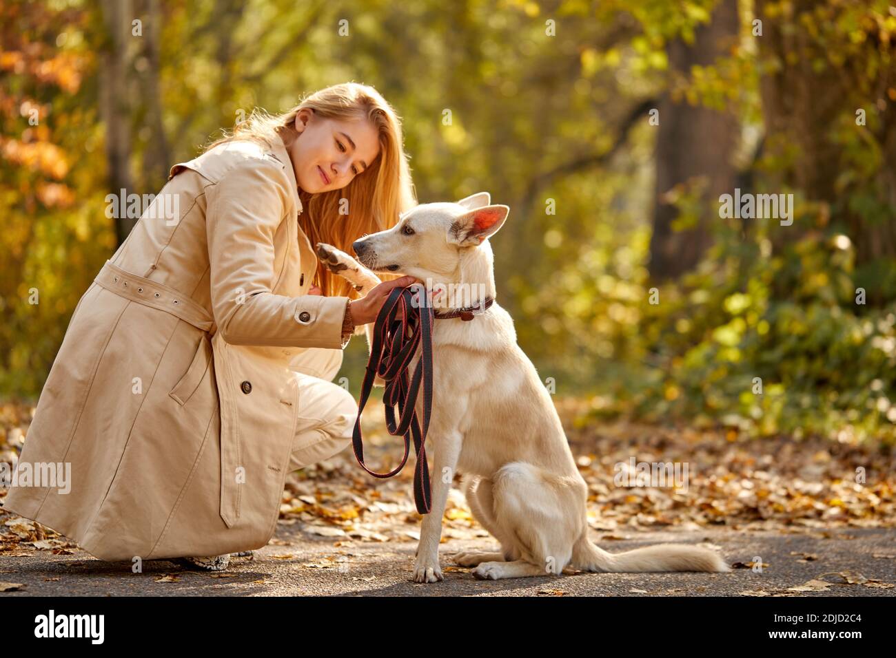 Frau spielt Hund, wie sie durch die gefallenen Blätter im Wald an einem Herbsttag zu Fuß. Aktive Hund Spaziergang mit Hundebesitzer Stockfoto Frau spielt Hund, wie sie durch die gefallenen Blätter im Wald an einem Herbsttag zu Fuß. Aktive Hund Spaziergang mit Hundebesitzer Stockfoto
