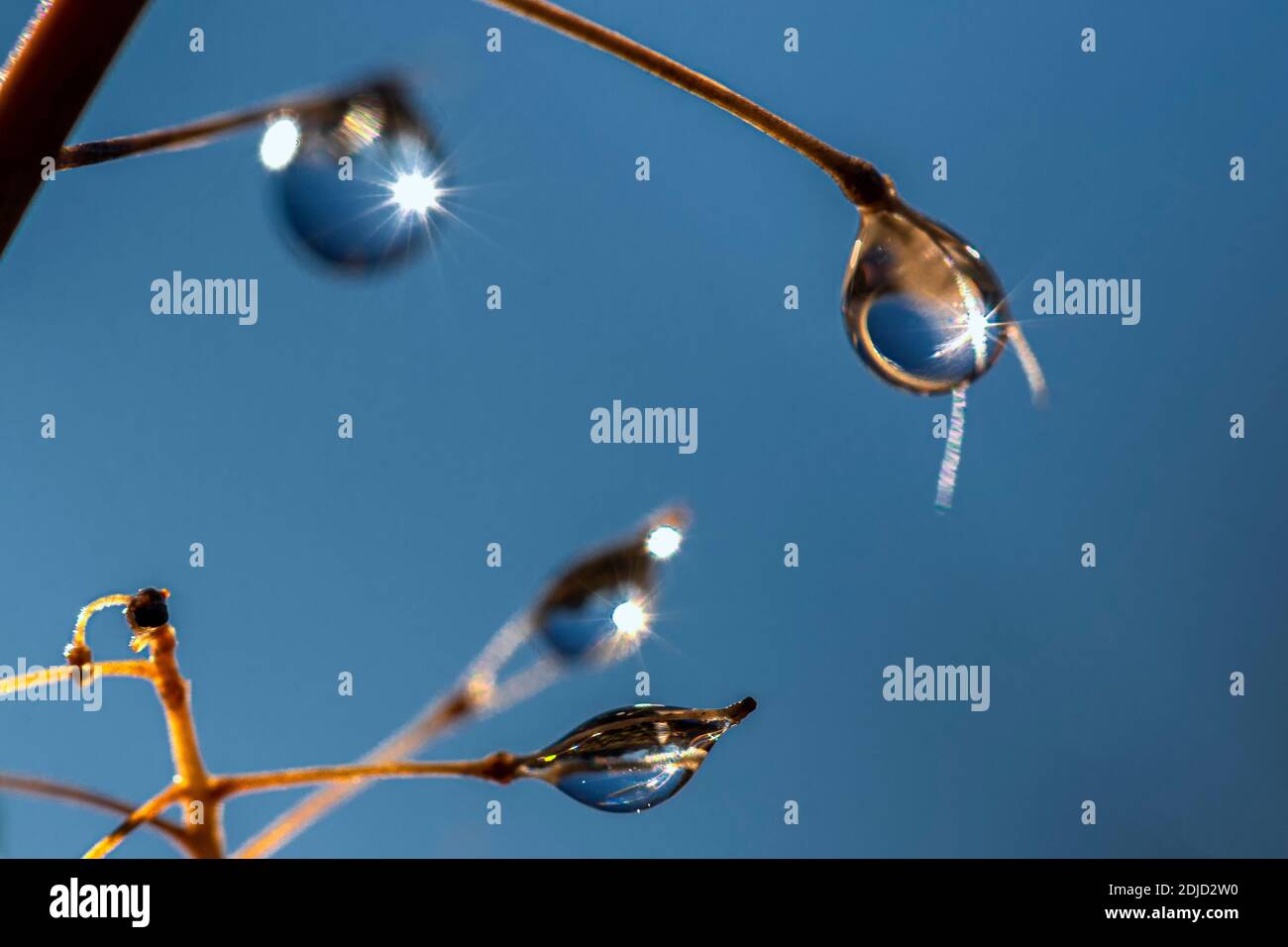 Tropfen Wasser auf eine Pflanze Stockfoto