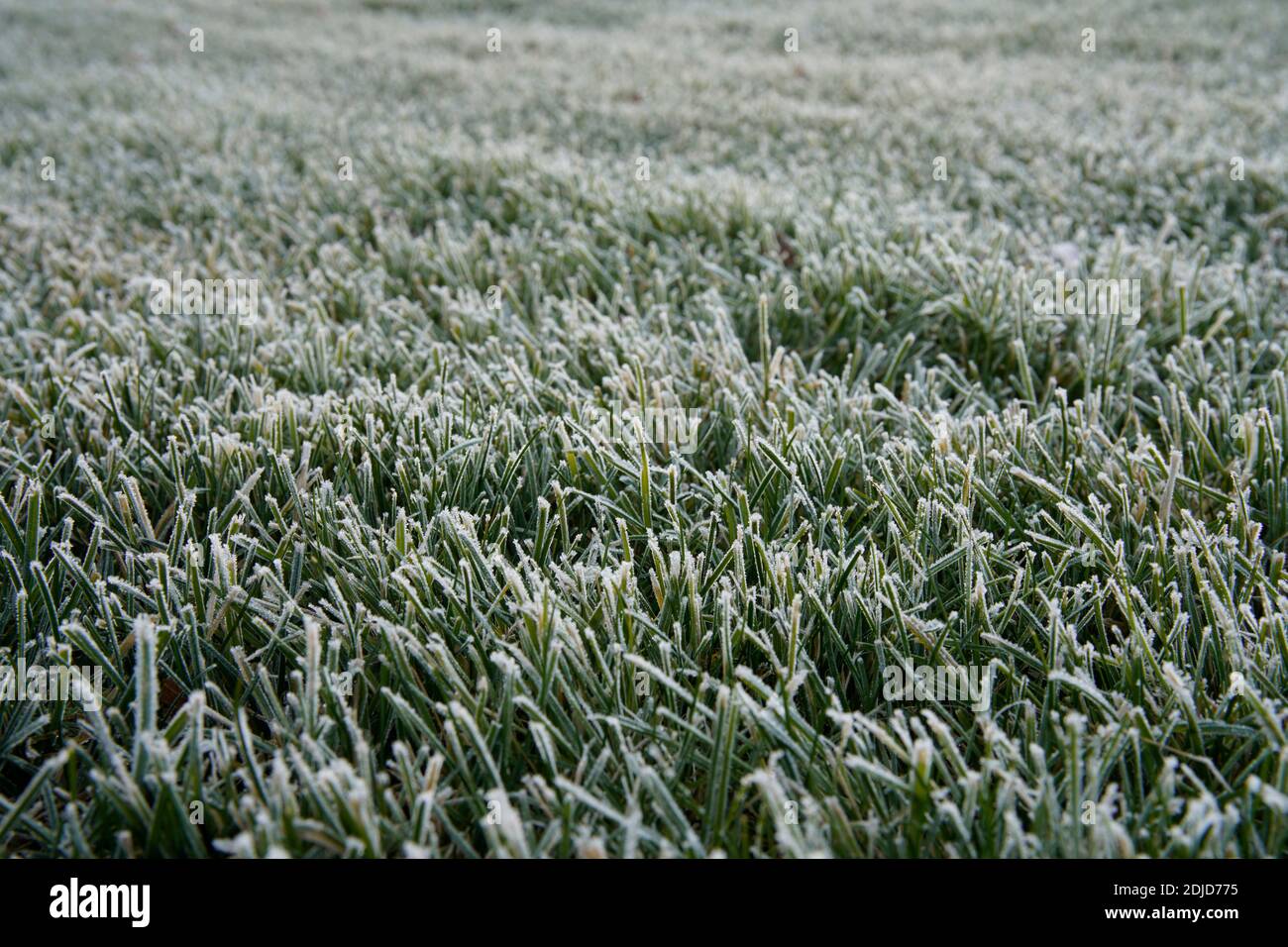 Das Bild von frostigen Rasen im frühen Wintermorgen. Stockfoto
