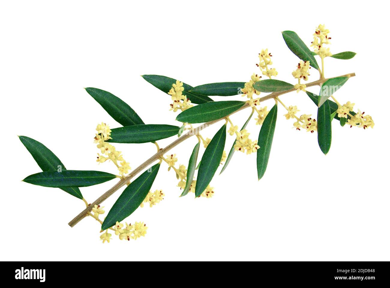 yaku-rhododendron Yaku Prince Rhododendron main image 0