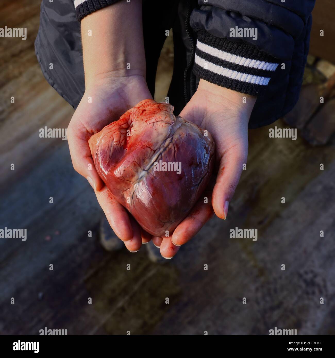 Tolles Schweineherz Stockfoto