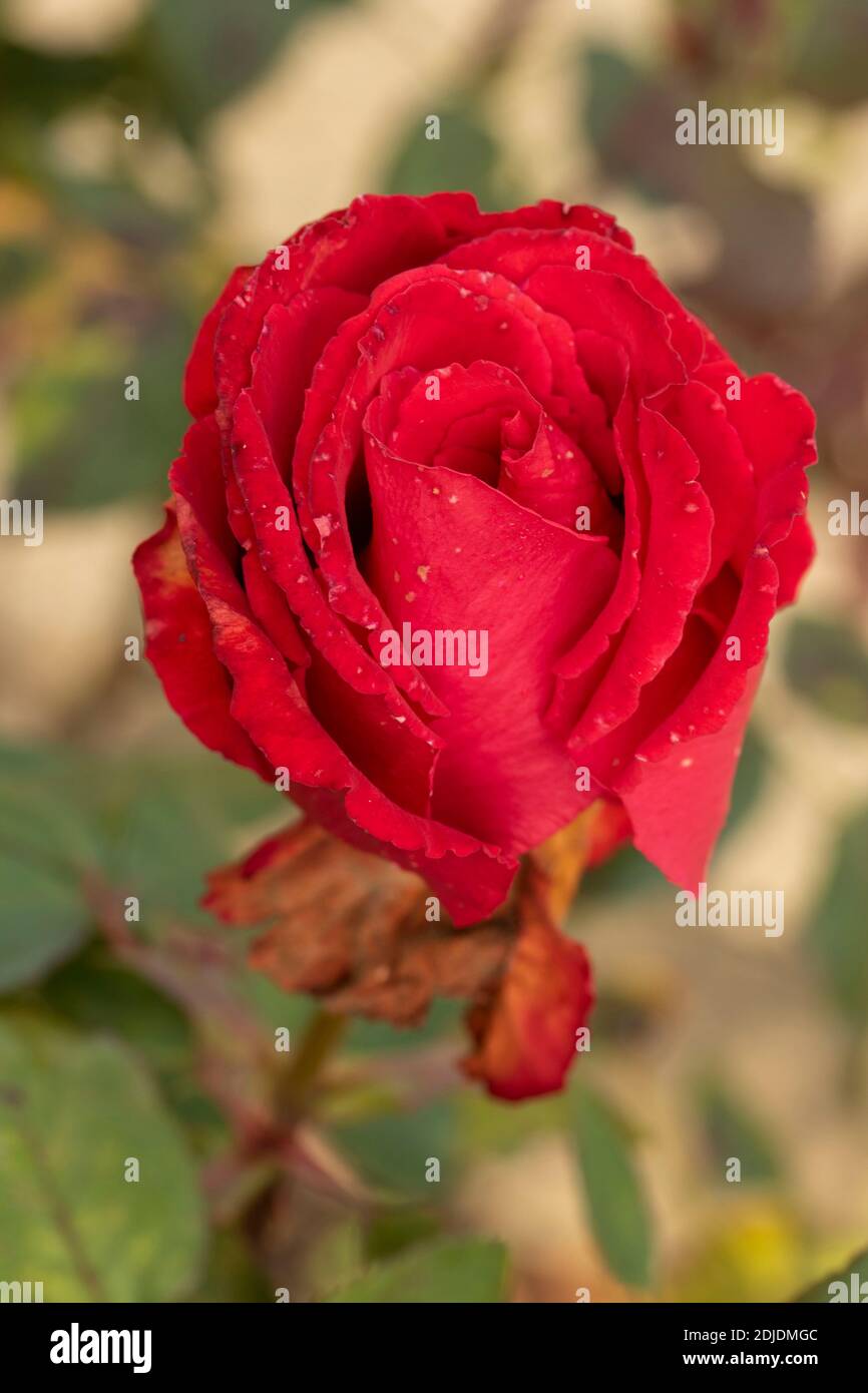 Rosa ‘My Valentine’ blüht in Nahaufnahme, natürliches Pflanzenportrait Stockfoto
