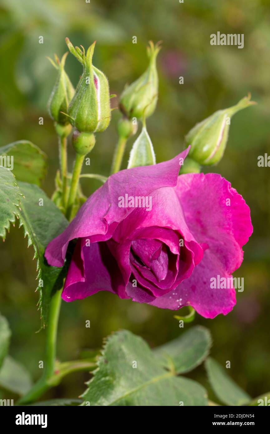 Rosa ‘Rhapsody in Blue’ in Blüte, natürliches Blumen-/Pflanzenportrait Stockfoto