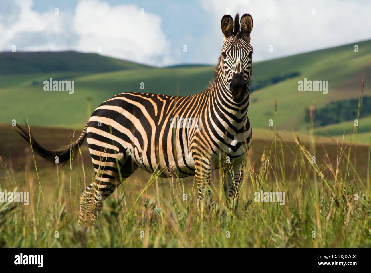 Einzelnes Zebra Im Nyika National Park, Malawi. Volle Länge. Stockfoto