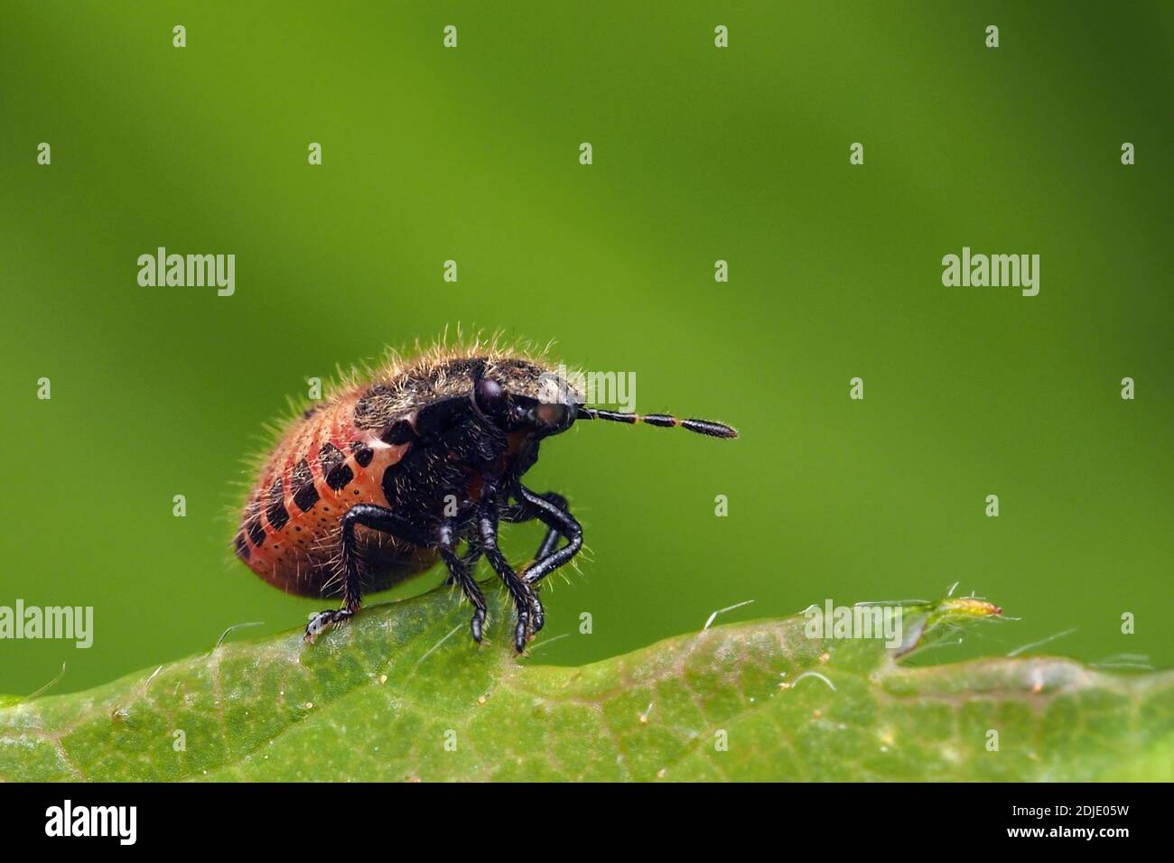 Hairy Shieldbug Nymphe (Dolycoris baccarum) sitzt auf Pflanzenblatt. Tipperary, Irland Stockfoto