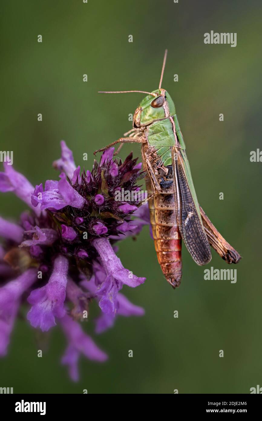 Gestreifte Heuschrecke (Stenobothrus lineatus) Stockfoto