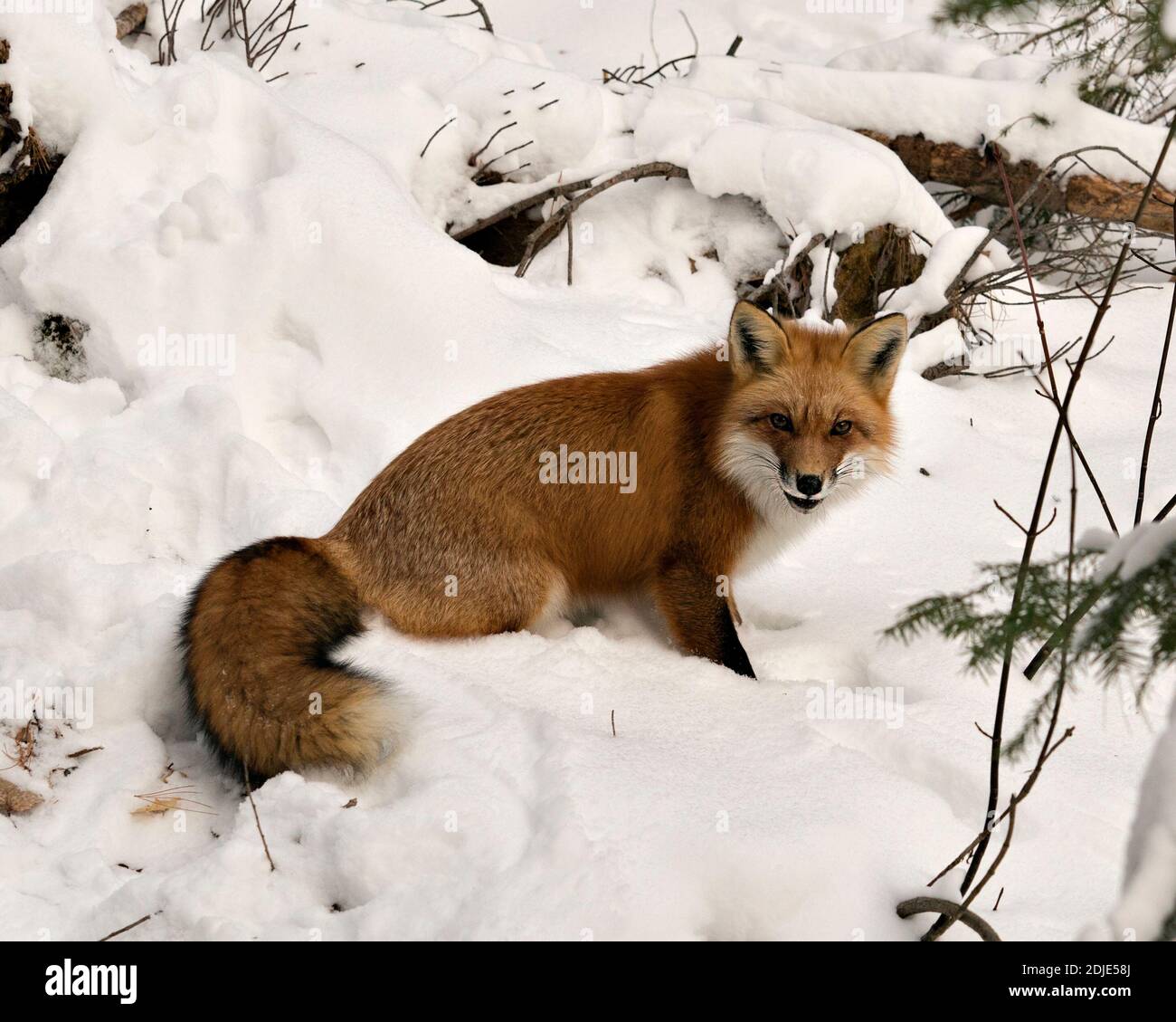 Rotfuchs Blick auf die Kamera in der Wintersaison in seiner Umgebung und Lebensraum mit Schnee Hintergrund zeigt buschigen Fuchsschwanz, Fell. Fox-Bild. Bild. Stockfoto