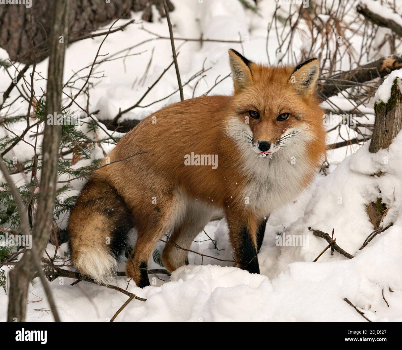 Rotfuchs Blick auf Kamera in der Wintersaison in seiner Umgebung und Lebensraum mit Schnee Hintergrund zeigt buschigen Fuchsschwanz, Fell und Zunge. Fox Imag Stockfoto