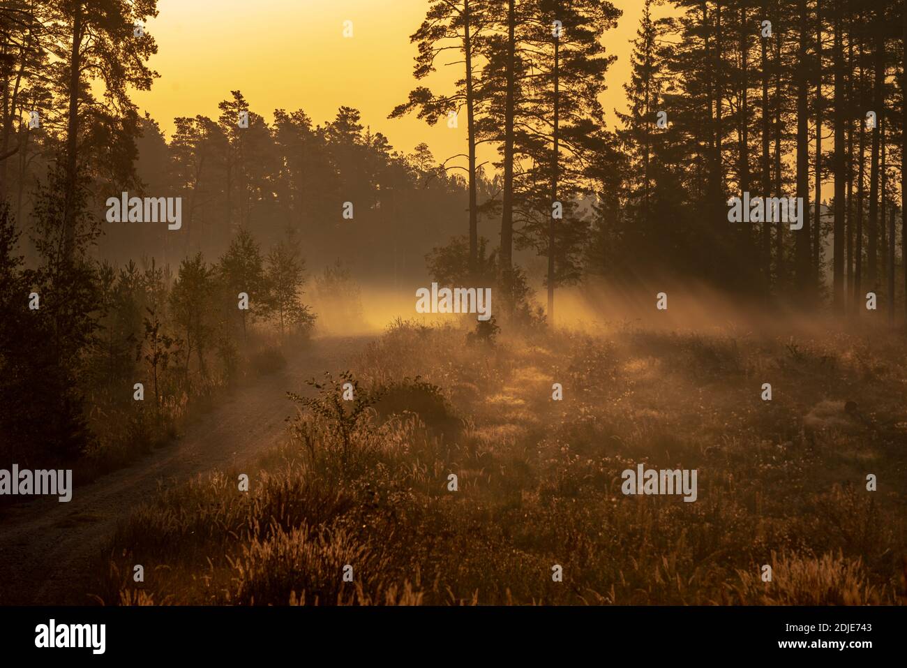 Früher sonniger Morgen im Wald mit Nebel, durch den die Sonnenstrahlen brechen, was eine besondere Stimmung und die Waldstraße schafft Stockfoto