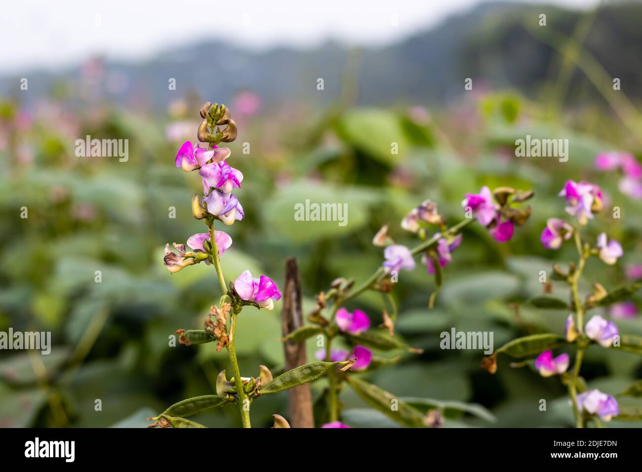 Schöne rosa Bohnenblume mit wachsenden Bohnen Nahaufnahme Stockfoto