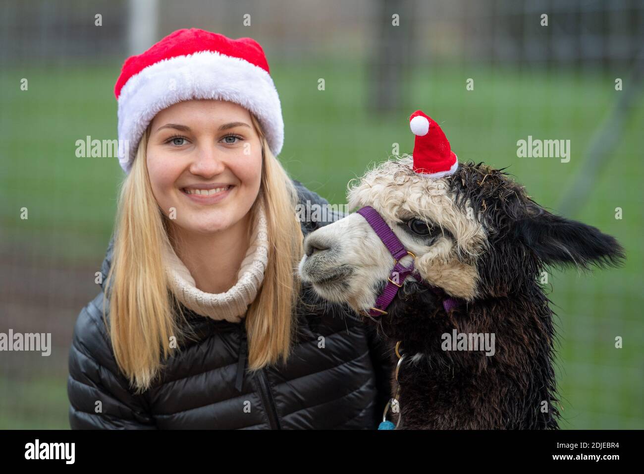 Johanna und Alpakadame Leni, Adventszeit mit Alpakas am 13. Dezember 2020 in Ennigerloh-Enniger/Deutschland. Â Verwendung weltweit Stockfoto