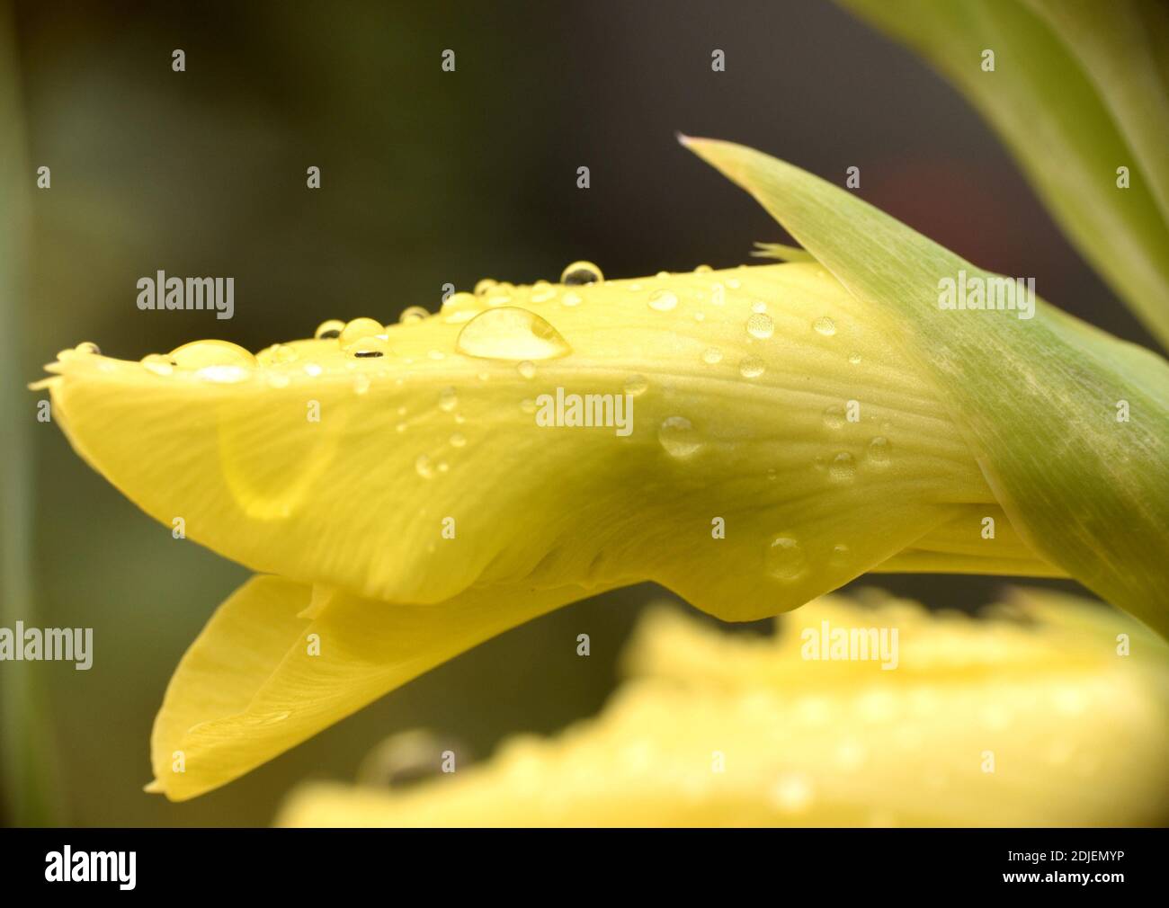 Gelbe Gladiolusblüte geschlossen mit Regentropfen nach Sturm. Stockfoto