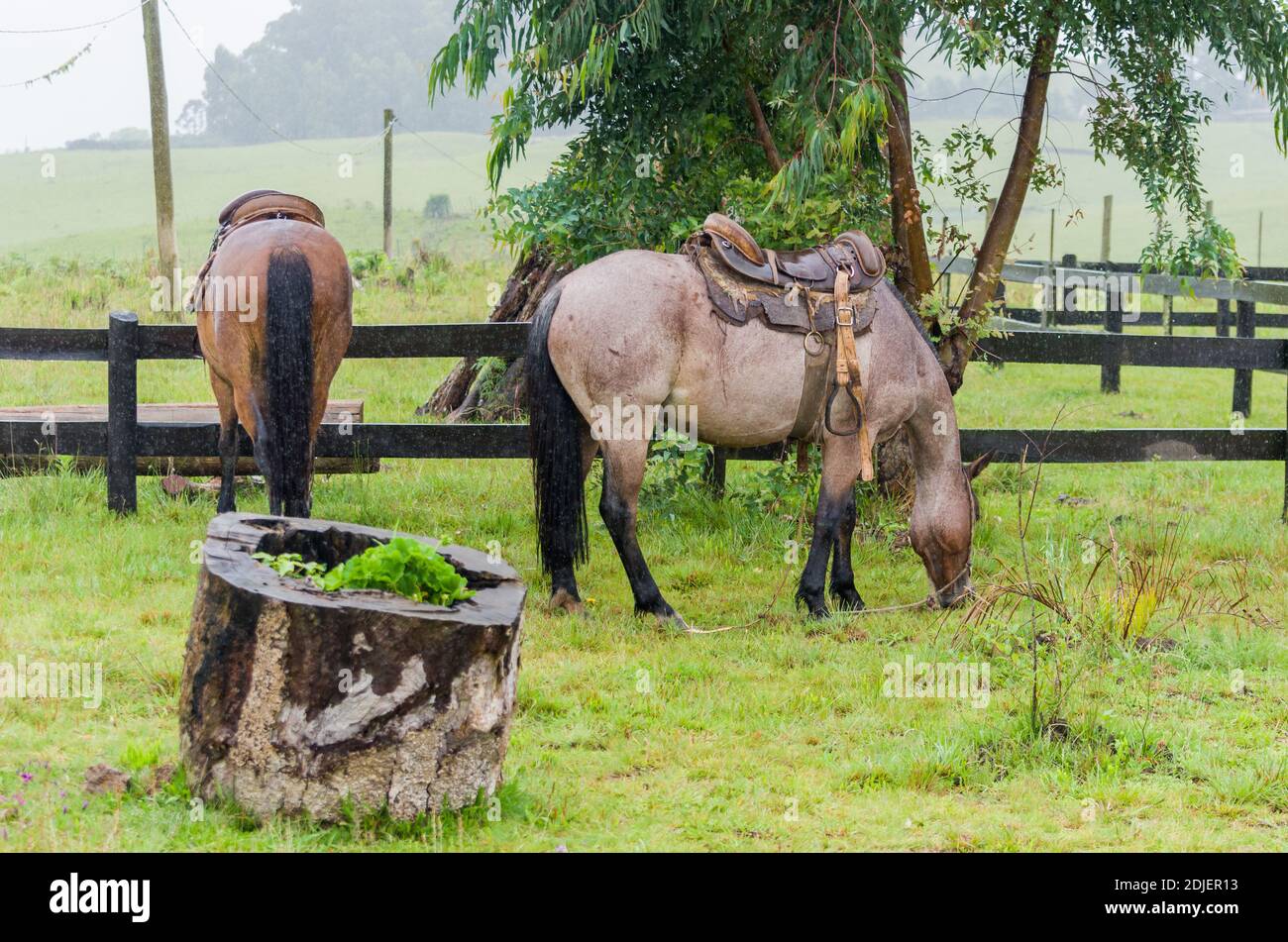 Schönes Pferd im heimischen Feld an regnerischen Tag Stockfoto
