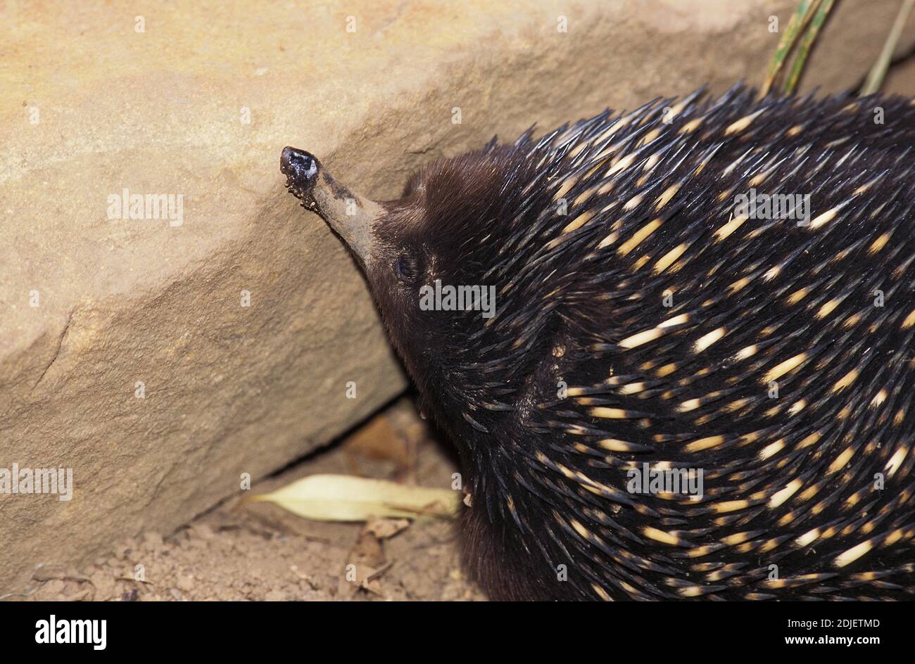 Kurzen Schnabel Echidna, Tachyglossus Aculeatus, Australien Stockfoto