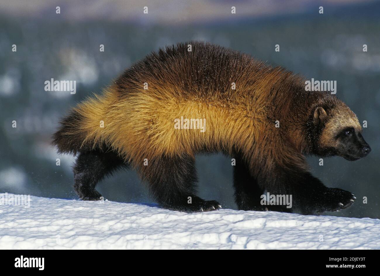 North American Wolverine, Gulo Gulo Luscus, Erwachsenen stehen auf Schnee, Kanada Stockfoto