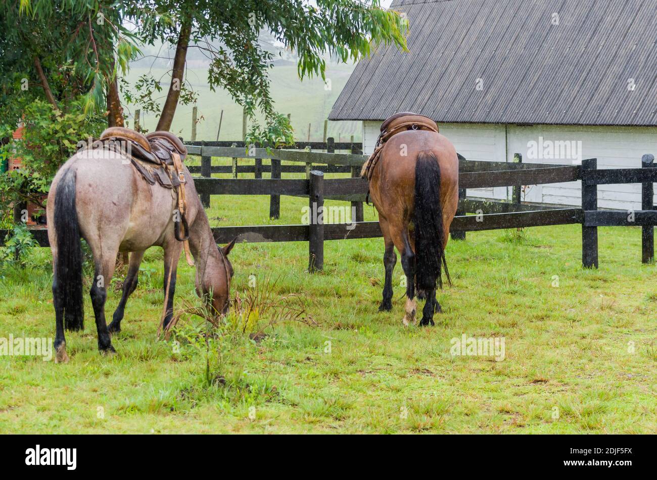 Schönes Pferd im heimischen Feld an regnerischen Tag Stockfoto