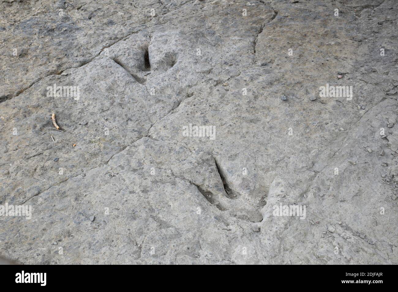 Zwei Theropod Dinosaurier-Ichniten in Enciso. La Rioja. Stockfoto
