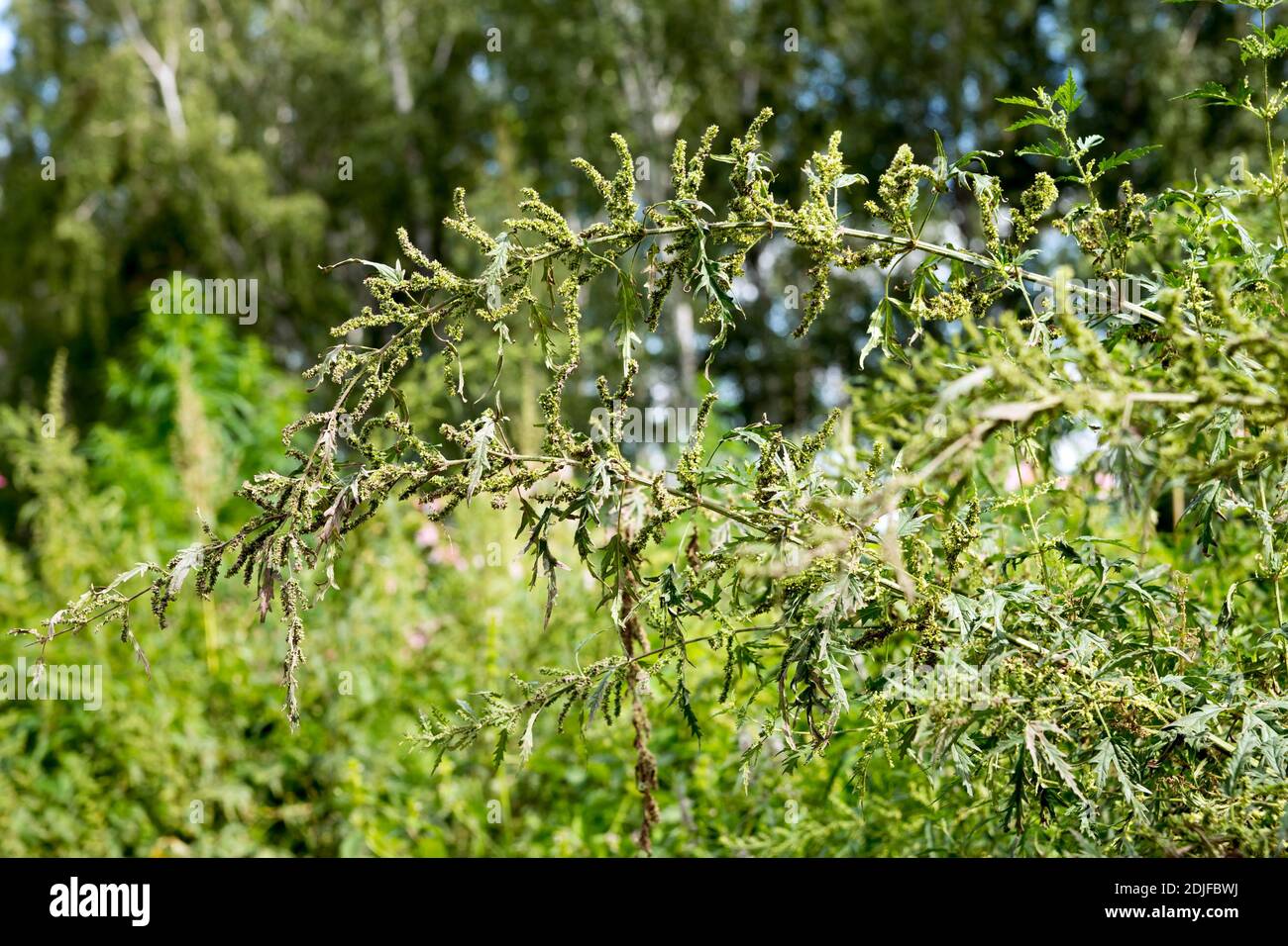 Brennnesselstiele (lat.Urtica cannabina), die im Sommer unter dem Gewicht von Samen in einem Birkenhain vor dem Hintergrund von Bäumen gebogen werden. Stockfoto