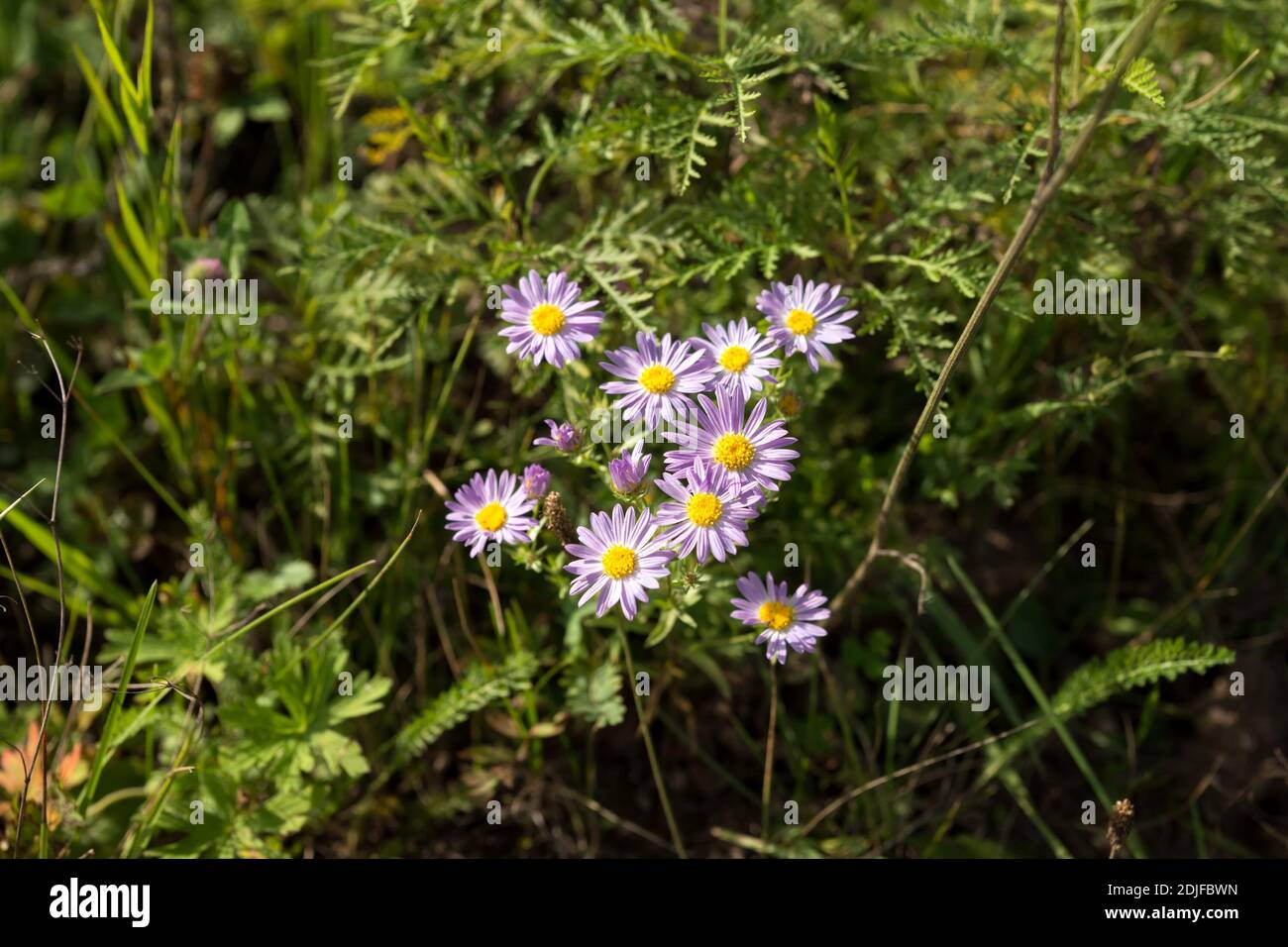 Im Sommer blüht wildwachsende Astra-Kamille oder italienischer Aster amellus im Gras. Stockfoto