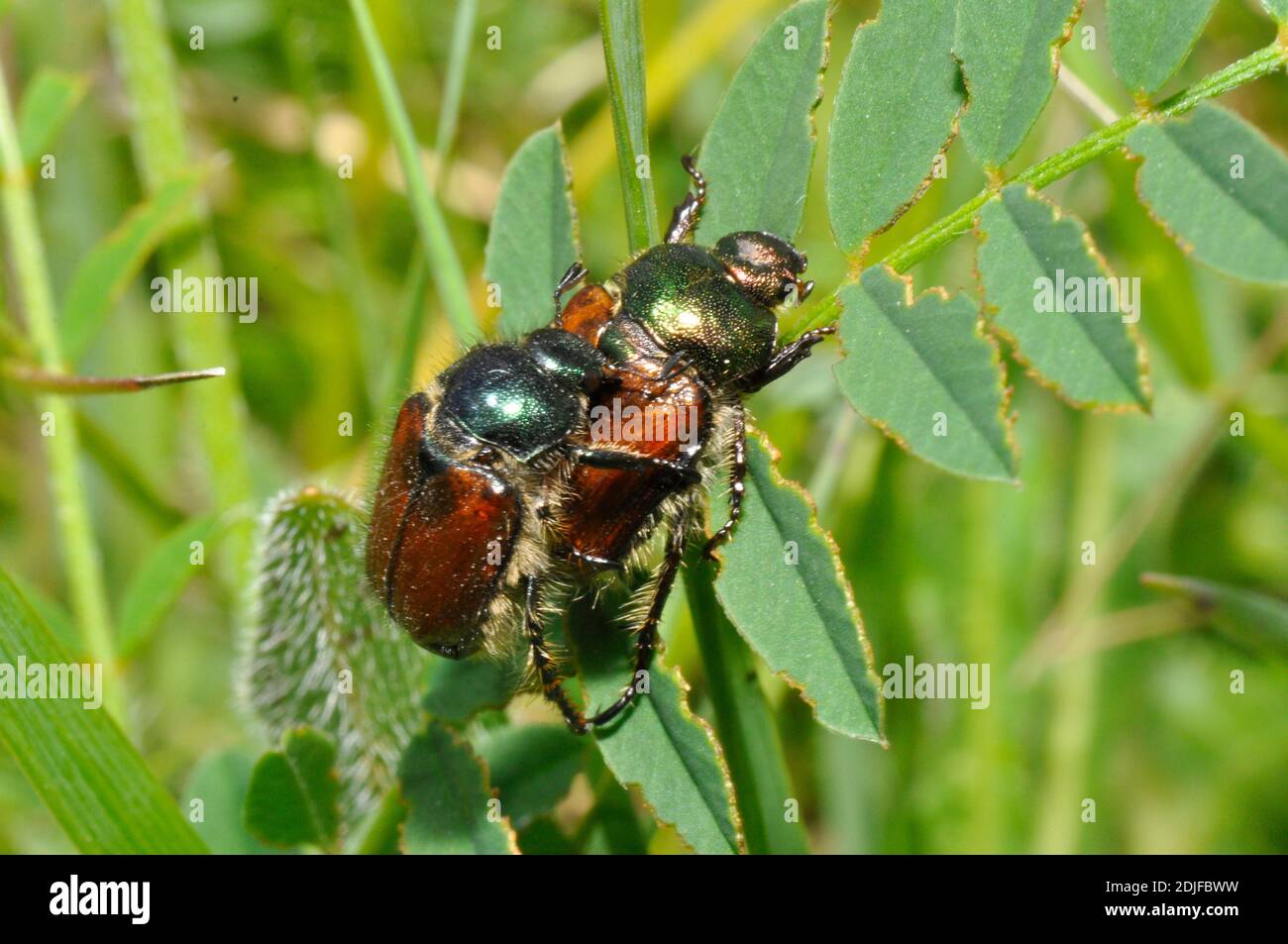 Garten Chafer Käfer (Phyllopertha horticola), Paarung.Great Cheverell, Wiltshire Stockfoto