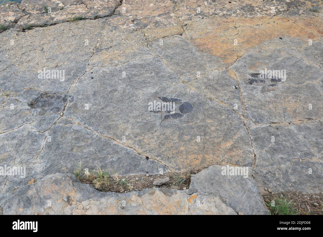 Spuren von Ichniten von Theropod. Fundort von Ichniten (Dinosaurierfußabdrücke) von Peñaportillo, Munilla Stockfoto
