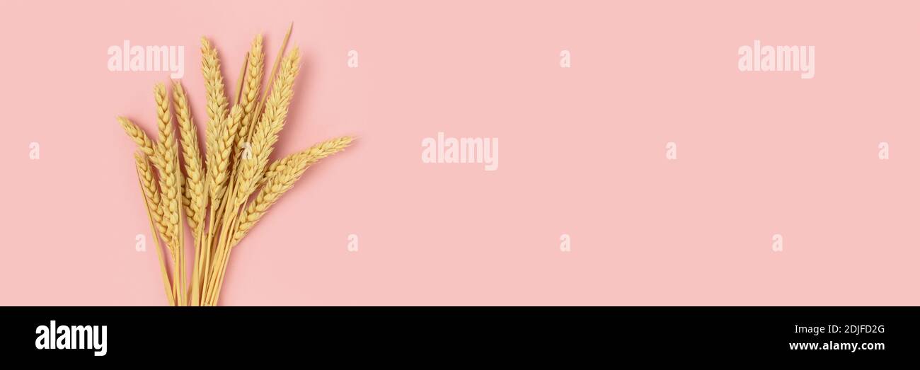 Banner mit Strauß Weizenspikelet auf einem rosa Pastellhintergrund. Minimalistische Komposition mit Platz für Text. Stockfoto