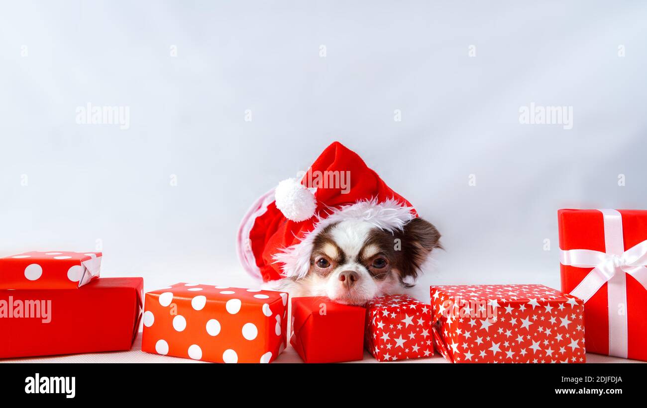 Chihuahua Hund trägt ein rotes weihnachtsmann Kostüm mit Geschenkbox und schaut in die Kamera. Isoliert auf weißem Hintergrund. Stockfoto