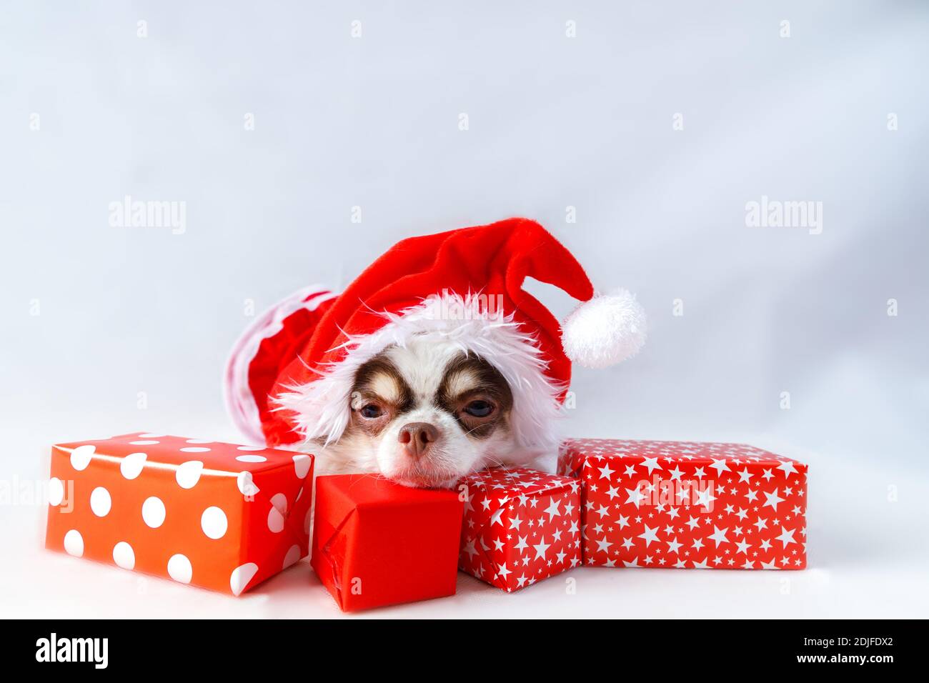 Chihuahua Hund trägt ein rotes weihnachtsmann Kostüm mit Geschenkbox und schaut in die Kamera. Isoliert auf weißem Hintergrund. Stockfoto