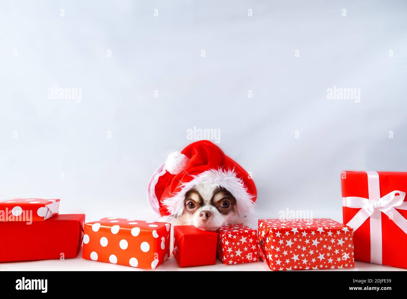 Chihuahua Hund trägt ein rotes weihnachtsmann Kostüm mit Geschenkbox und schaut in die Kamera. Isoliert auf weißem Hintergrund. Stockfoto