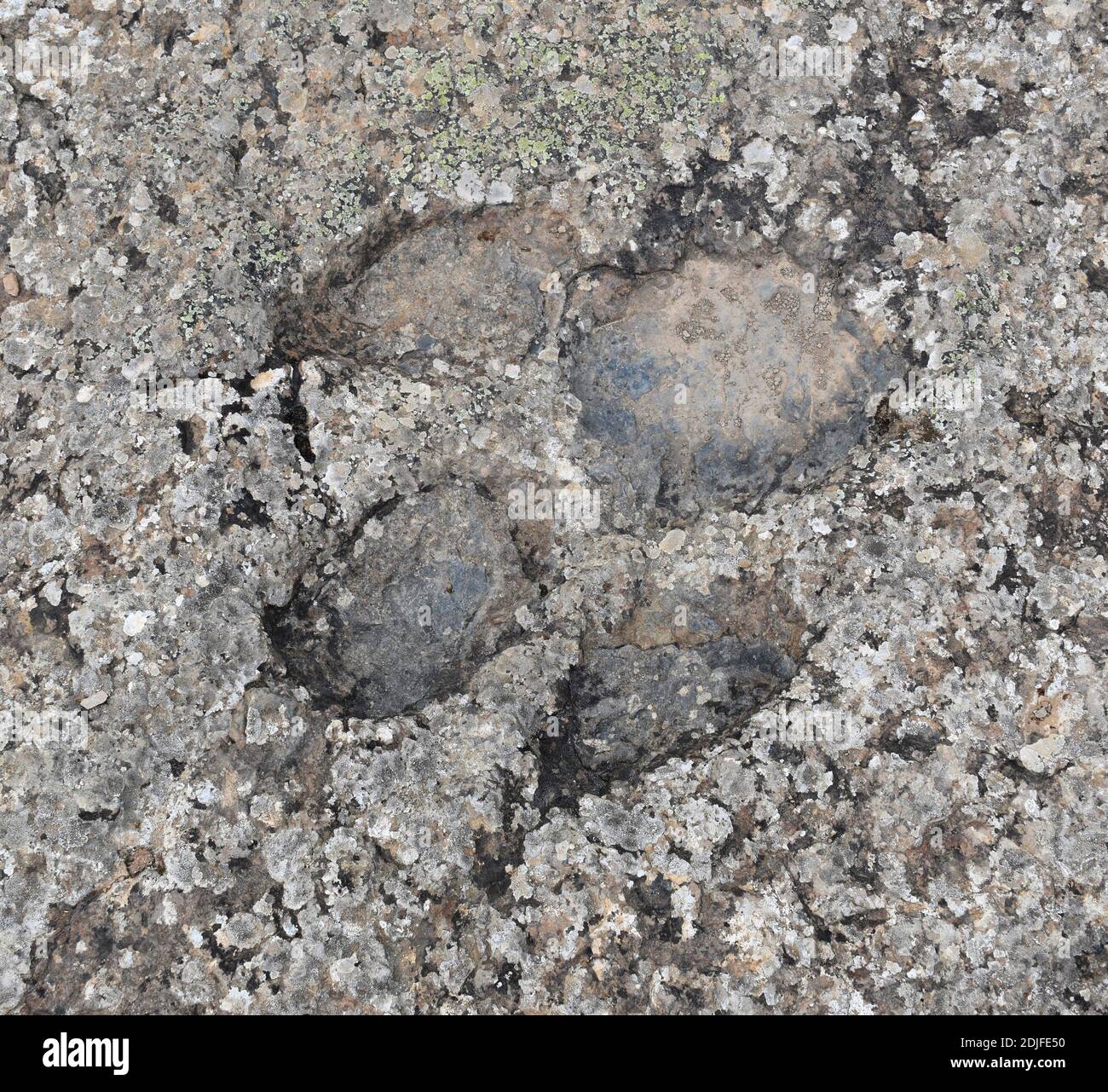 Iguanodon icnite. Fundort von Ichniten (Dinosaurierfußabdrücke) von La Canal, Munilla, La Rioja. Stockfoto