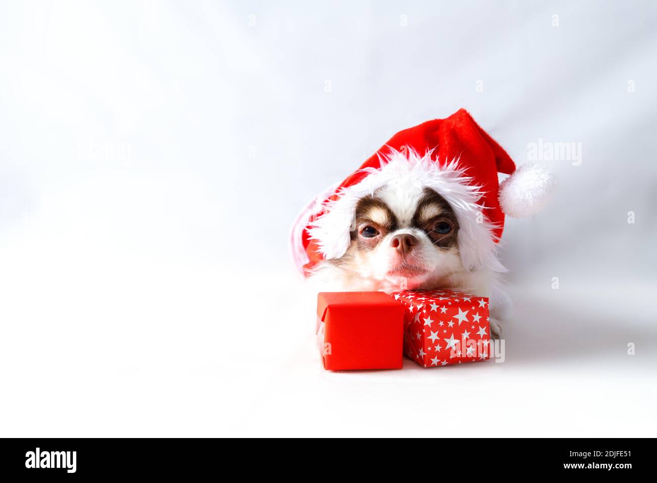 Chihuahua Hund trägt ein rotes weihnachtsmann Kostüm mit Geschenkbox und schaut in die Kamera. Isoliert auf weißem Hintergrund. Stockfoto