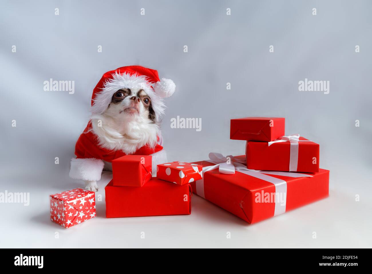 Chihuahua Hund trägt ein rotes weihnachtsmann Kostüm mit Geschenkbox und schaut in die Kamera. Isoliert auf weißem Hintergrund. Stockfoto