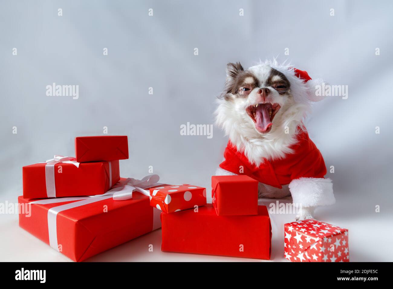 Chihuahua Hund trägt ein rotes weihnachtsmann Kostüm mit Geschenkbox und schaut in die Kamera. Isoliert auf weißem Hintergrund. Stockfoto