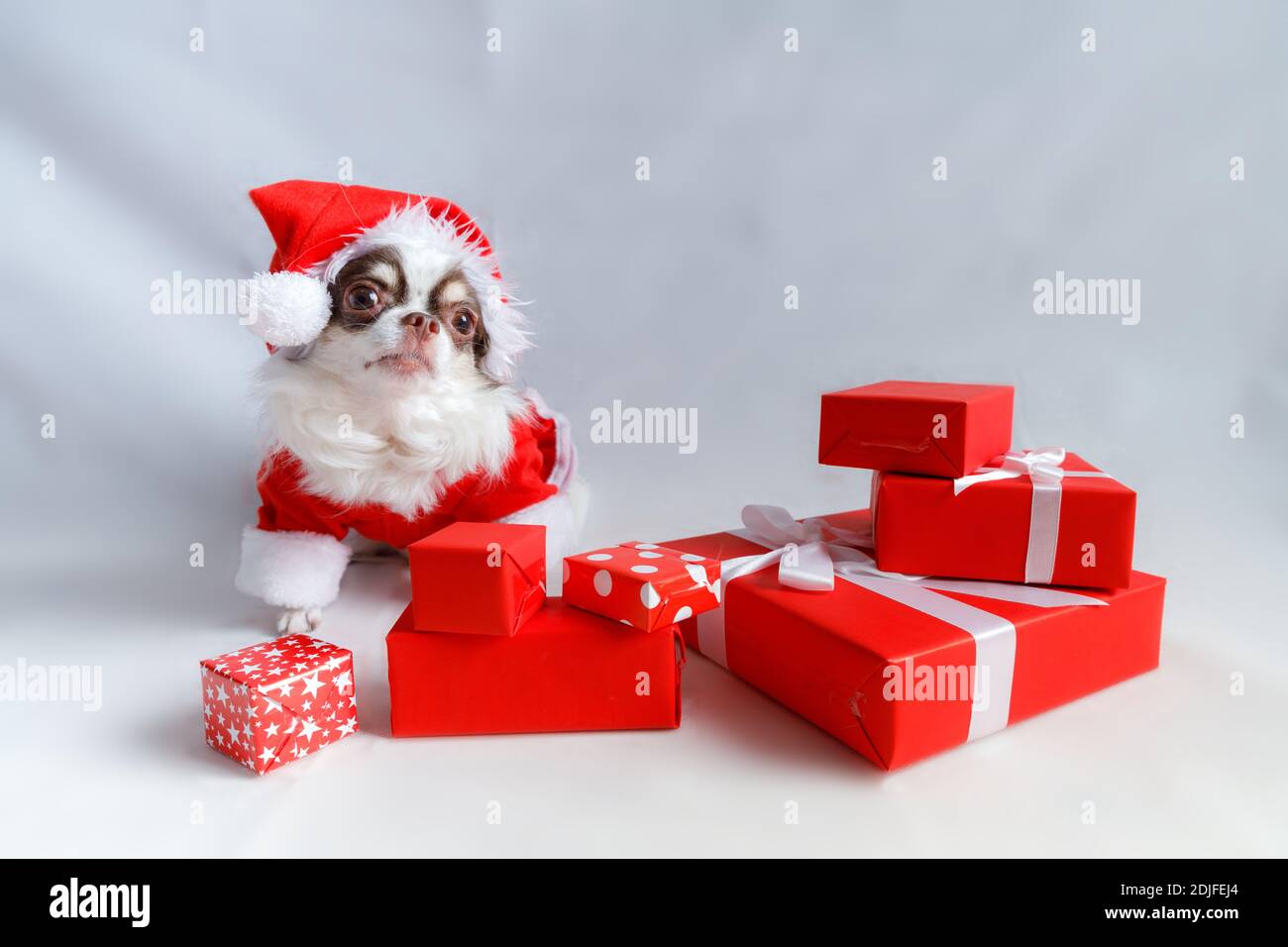 Chihuahua Hund trägt ein rotes weihnachtsmann Kostüm mit Geschenkbox und schaut in die Kamera. Isoliert auf weißem Hintergrund. Stockfoto