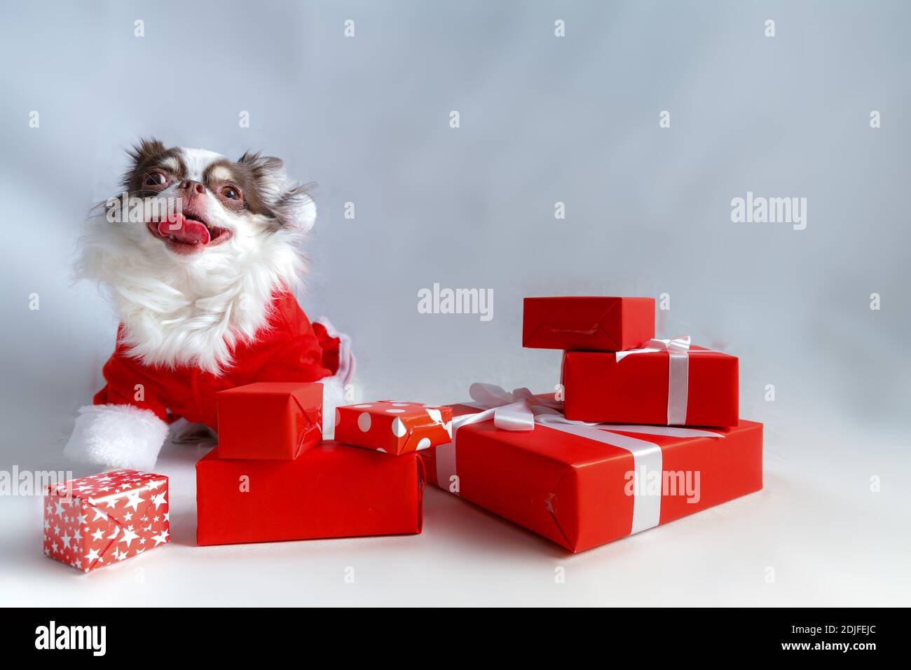 Chihuahua Hund trägt ein rotes weihnachtsmann Kostüm mit Geschenkbox und schaut in die Kamera. Isoliert auf weißem Hintergrund. Stockfoto