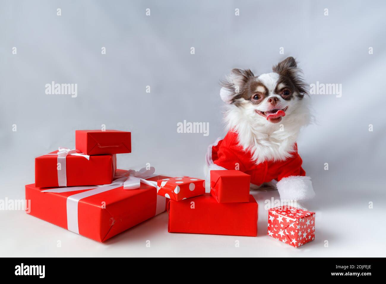 Chihuahua Hund trägt ein rotes weihnachtsmann Kostüm mit Geschenkbox und schaut in die Kamera. Isoliert auf weißem Hintergrund. Stockfoto