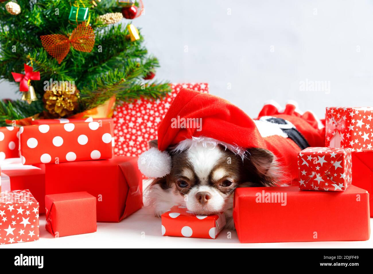 Chihuahua Hund trägt ein rotes weihnachtsmann Kostüm mit Geschenkbox und schaut in die Kamera. Isoliert auf weißem Hintergrund. Stockfoto