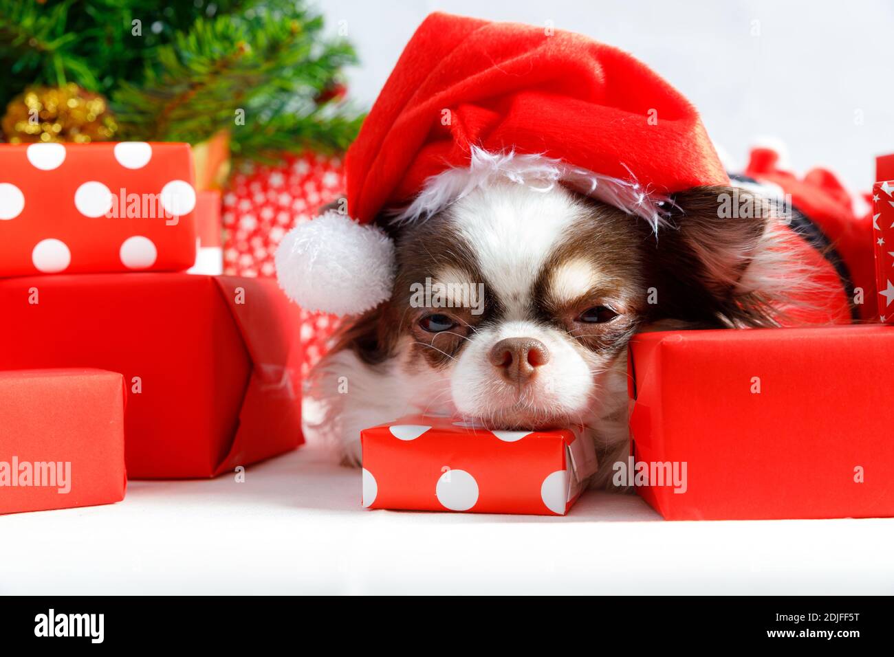 Chihuahua Hund trägt ein rotes weihnachtsmann Kostüm mit Geschenkbox und schaut in die Kamera. Isoliert auf weißem Hintergrund. Stockfoto