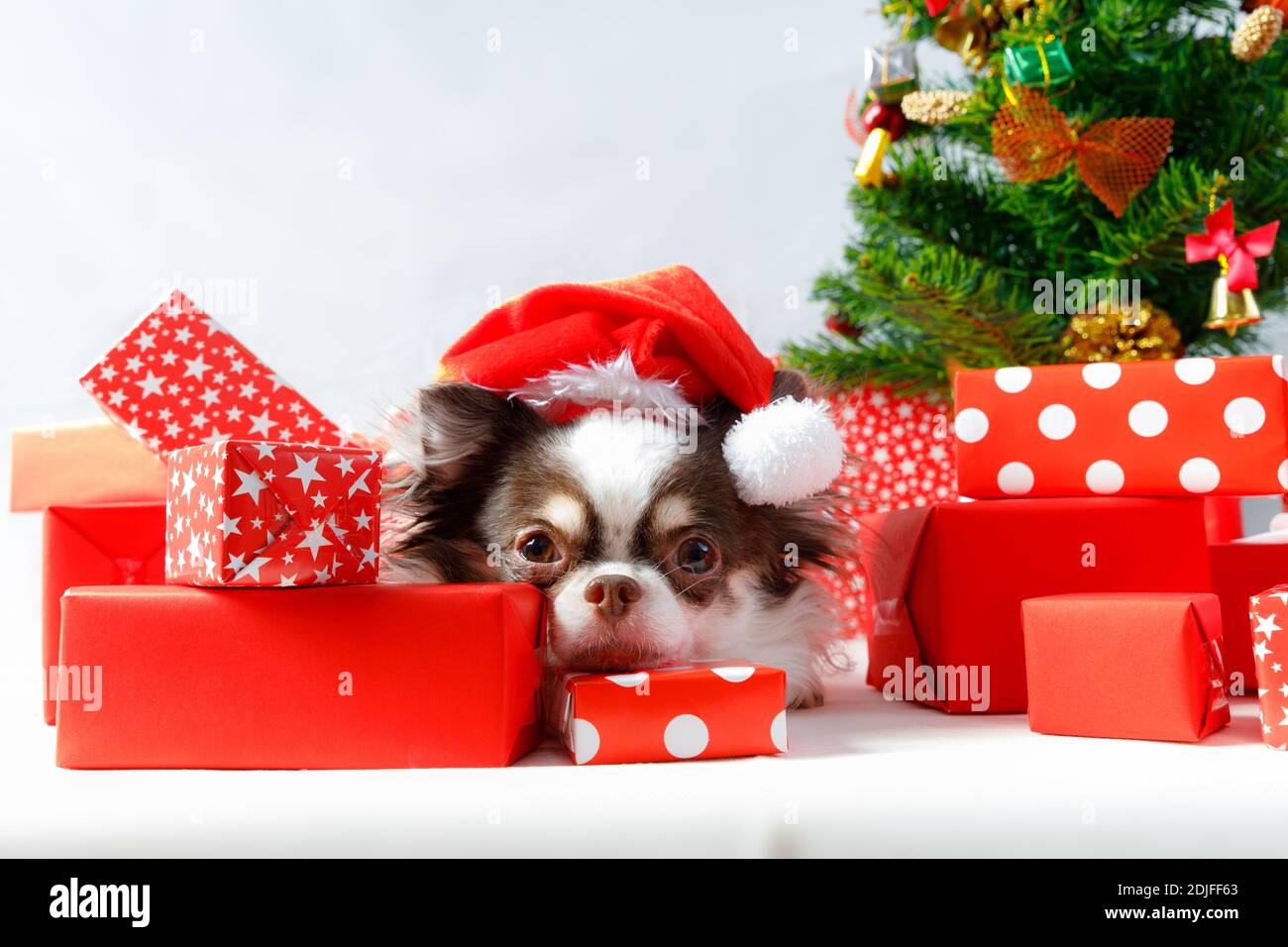 Chihuahua Hund trägt ein rotes weihnachtsmann Kostüm mit Geschenkbox und schaut in die Kamera. Isoliert auf weißem Hintergrund. Stockfoto