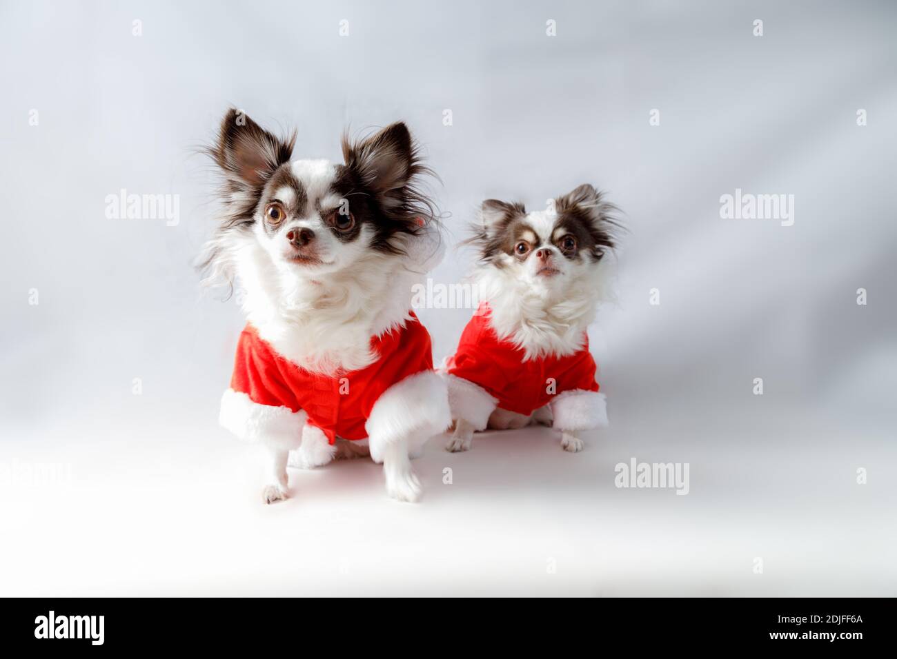 Zwei chihuahua Hunde tragen ein rotes weihnachtsmann Kostüm schaut auf Kamera. Isoliert auf weißem Hintergrund. Stockfoto
