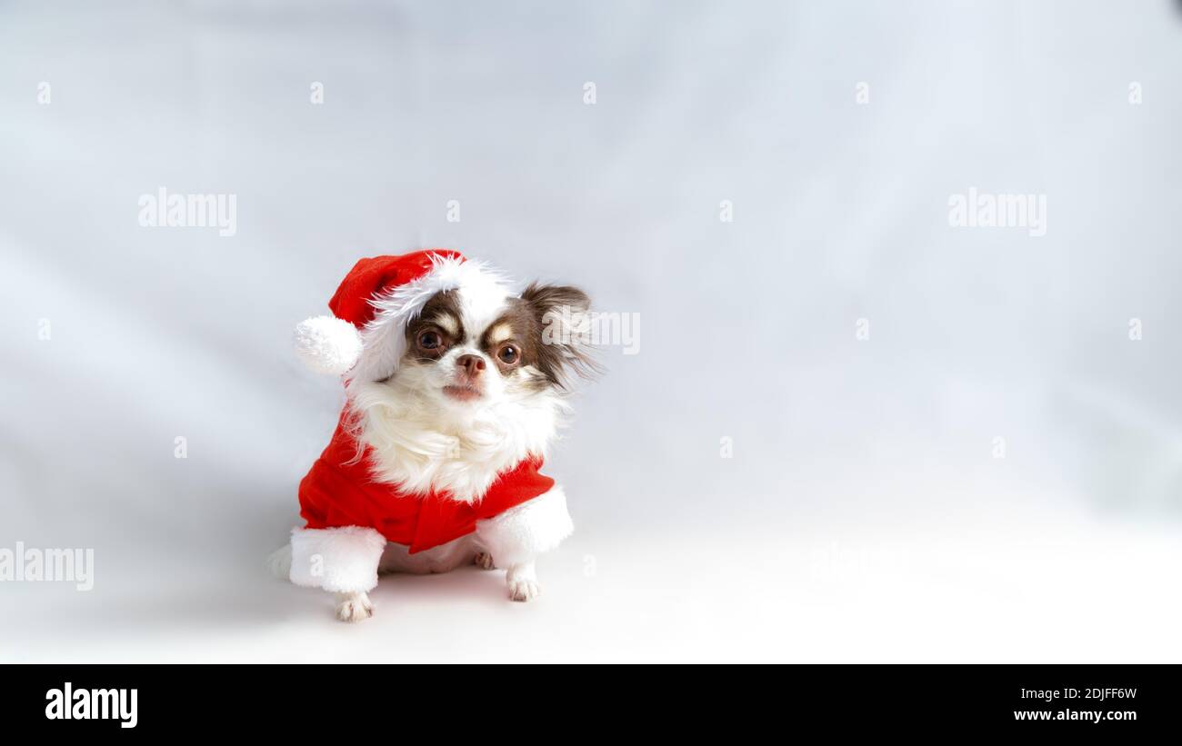 Chihuahua Hund trägt ein rotes weihnachtsmann Kostüm und schaut in die Kamera. Isoliert auf weißem Hintergrund. Stockfoto