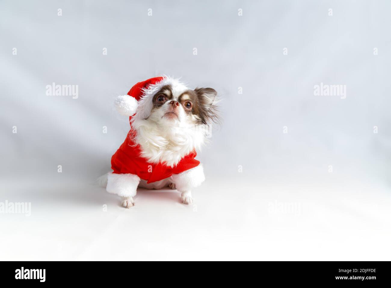 Chihuahua Hund trägt ein rotes weihnachtsmann Kostüm und schaut in die Kamera. Isoliert auf weißem Hintergrund. Stockfoto