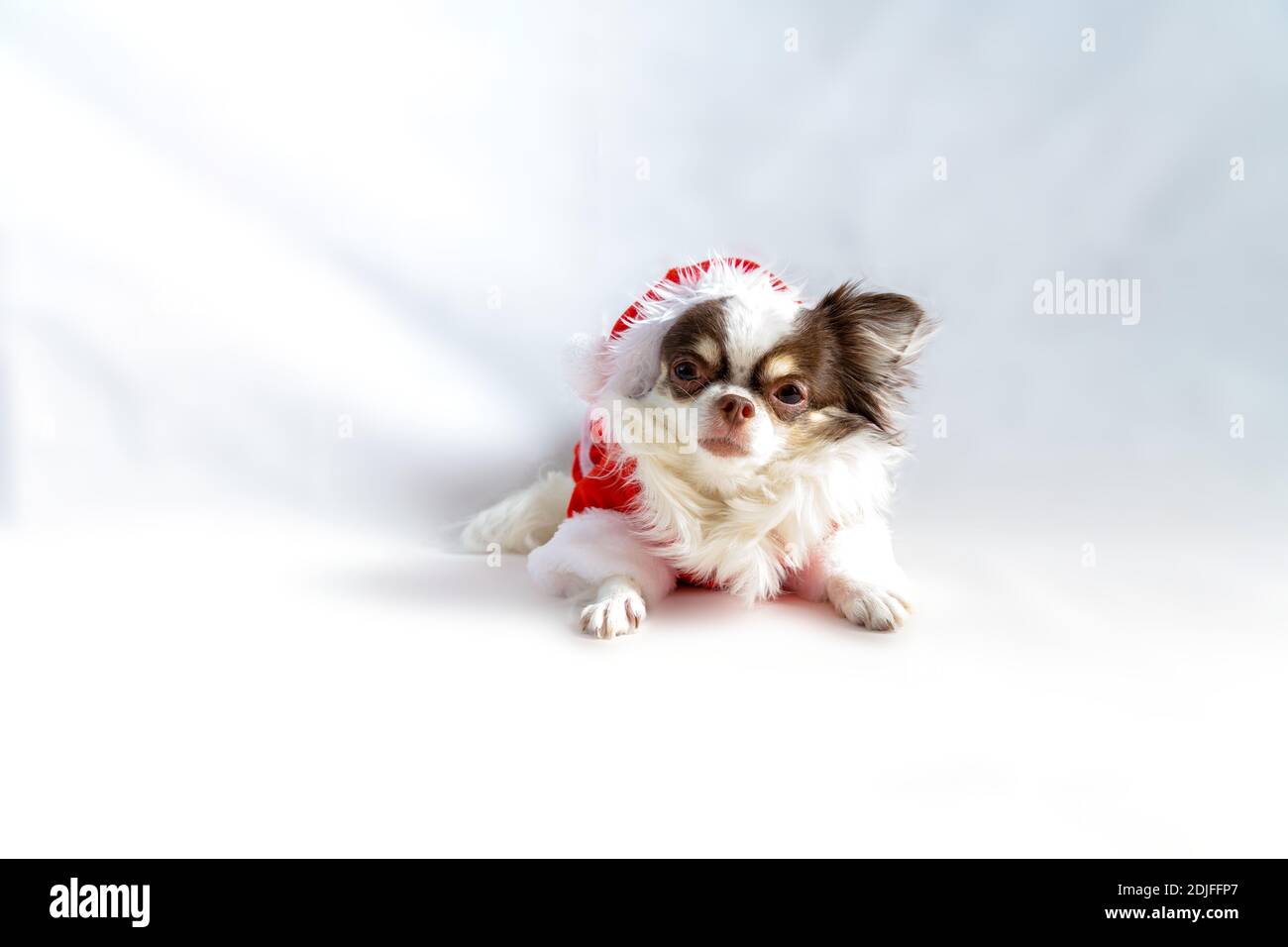 Chihuahua Hund trägt ein rotes weihnachtsmann Kostüm und schaut in die Kamera. Isoliert auf weißem Hintergrund. Stockfoto