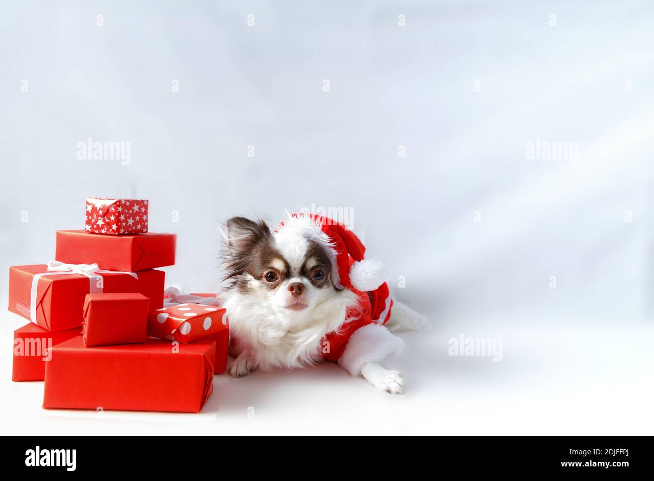 Chihuahua Hund trägt ein rotes weihnachtsmann Kostüm mit Geschenkbox und schaut in die Kamera. Isoliert auf weißem Hintergrund. Stockfoto