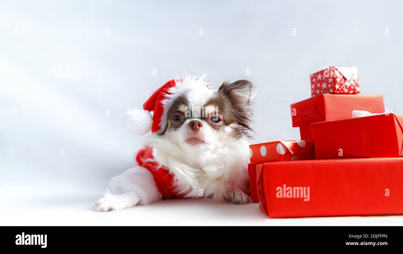 Chihuahua Hund trägt ein rotes weihnachtsmann Kostüm mit Geschenkbox und schaut in die Kamera. Isoliert auf weißem Hintergrund. Stockfoto