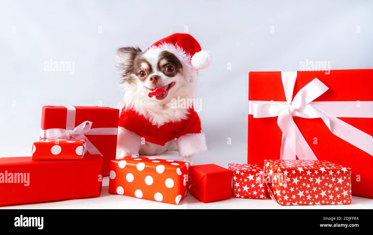 Chihuahua Hund trägt ein rotes weihnachtsmann Kostüm mit Geschenkbox und schaut in die Kamera. Isoliert auf weißem Hintergrund. Stockfoto