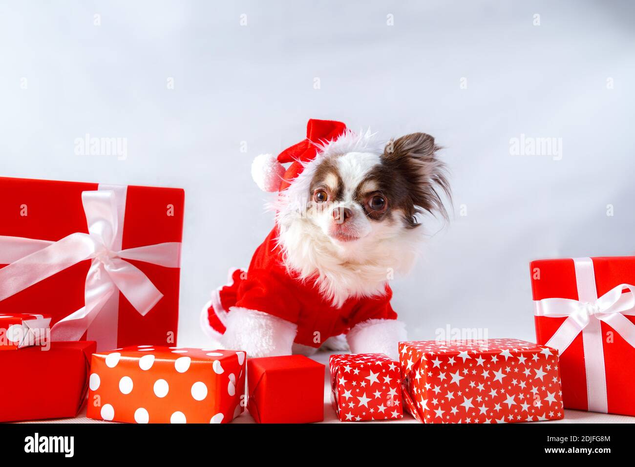 Chihuahua Hund trägt ein rotes weihnachtsmann Kostüm mit Geschenkbox und schaut in die Kamera. Isoliert auf weißem Hintergrund. Stockfoto