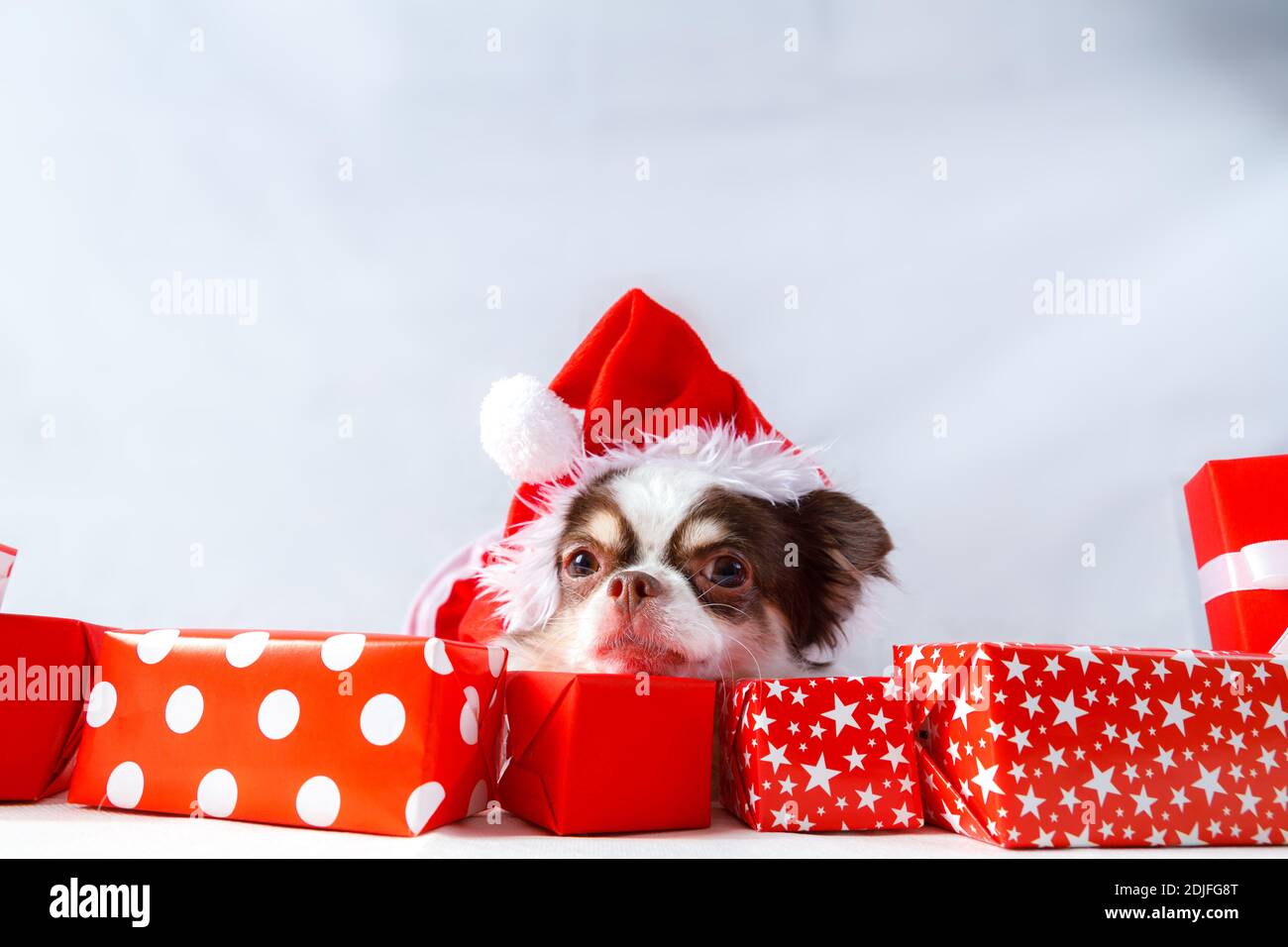 Chihuahua Hund trägt ein rotes weihnachtsmann Kostüm mit Geschenkbox und schaut in die Kamera. Isoliert auf weißem Hintergrund. Stockfoto