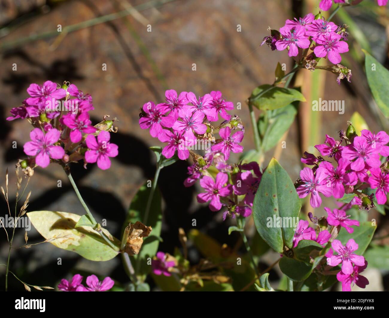 Silene compacta. Berge in Dombay. Kaukasus-Gebirge in der Karatschai-Tscherkess Republik, Teberda Naturschutzgebiet, Russland. Stockfoto
