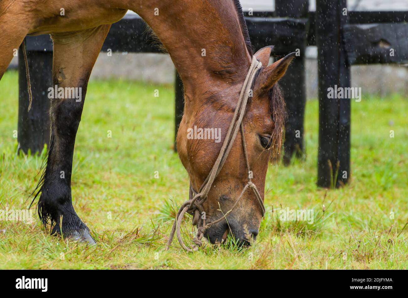 Schönes Pferd im heimischen Feld an regnerischen Tag Stockfoto